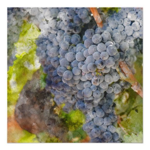 Red Wine Grapes on Vine Poster Zazzle