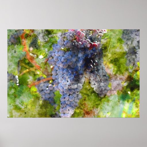 Red Wine Grapes on Vine Poster Zazzle