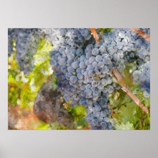 Red Wine Grapes on Vine Poster Zazzle