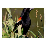 Red-winged Blackbird Card