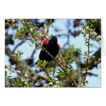 Red-winged blackbird cards