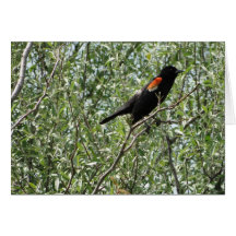 Red-winged Blackbird, Cheer Card