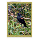 Red-winged blackbird greeting card