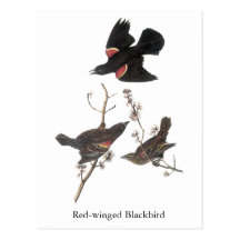 Red-Winged Blackbird, John Audubon Postcard