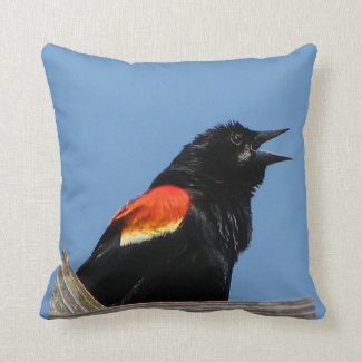 Red winged Blackbird