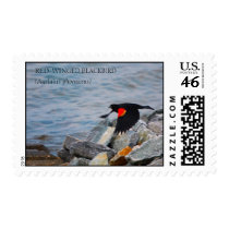 RED-WINGED BLACKBIRD - postage stamps