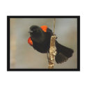 Red-winged Blackbird Postcard