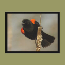 Red-winged Blackbird Postcard