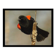 Red-winged Blackbird Postcard