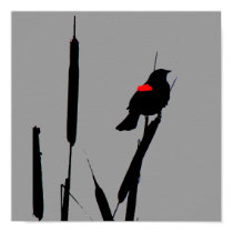 Red-winged Blackbird Poster posters