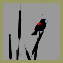 Red-winged Blackbird Poster posters