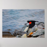 Red Winged Blackbird Posters