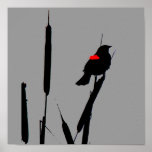 Red-winged Blackbird Poster