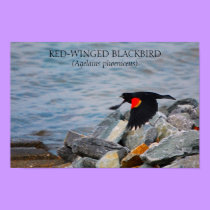 RED-WINGED BLACKBIRD - poster / print by Horseshoes3 RED-WINGED BLACKBIRD - poster / print