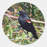 Red-winged blackbird round stickers