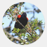 Red-winged blackbird round stickers
