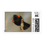 Red-winged Blackbird Stamp