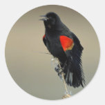 Red-winged Blackbird Sticker