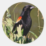 Red-winged Blackbird Stickers
