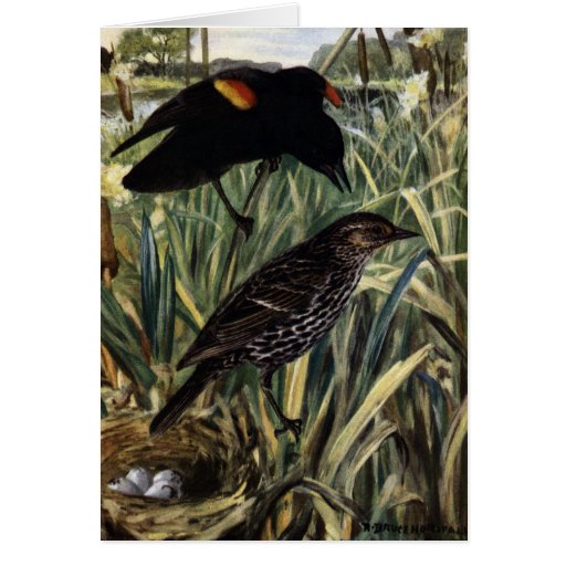 Red-Winged Blackbirds and Nest in Cattails Greeting Card