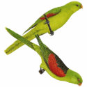 Red-winged Parrot Pair - Aprosmictus erythropterus t-shirts by LisasLair Red-winged Parrot Pair - Aprosmictus erythropterus t-shirts