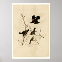 Red winged Starling Print
