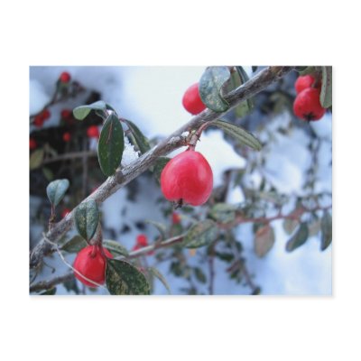 Red winter rosehip berries postcard by patrickrp