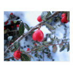Red winter rosehip berries postcard
