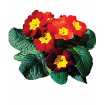 Red with Yellow Primroses Ladies t-shirts by SusanSavad Red with Yellow Primroses Ladies t-shirts