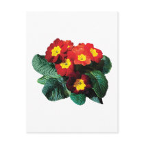 Red with Yellow Primroses postcards