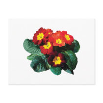 Red with Yellow Primroses postcards