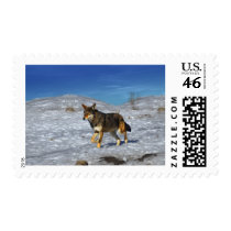 Red Wolf February 2011 Stamp