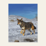 Red Wolf February 2011 Post Cards