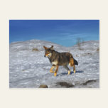 Red Wolf February 2011 Post Cards