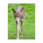 Red Wolf Postcards