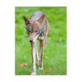 Red Wolf Postcards