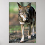 Red Wolf Posters