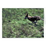 Red Wolf (running) Greeting Cards