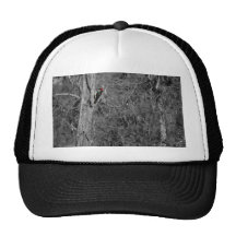 Red Woodpecker Hats