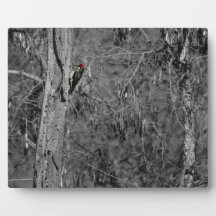 Red Woodpecker Photo Plaques