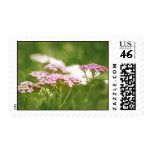 Red Yarrow Flowers Postage Stamp
