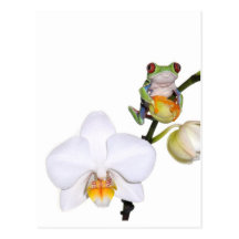 red yed tree frog on orchid postcard