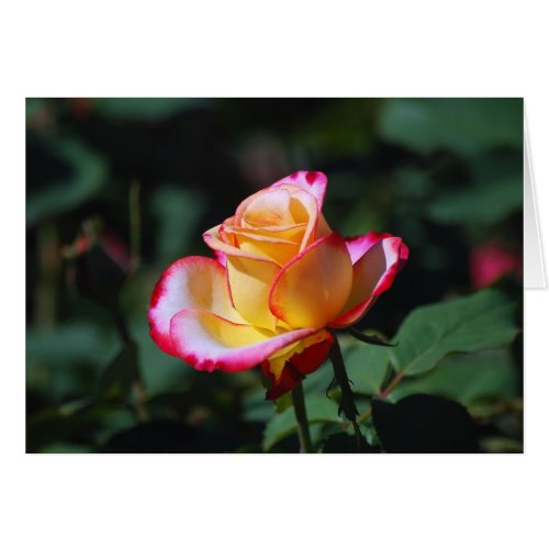 Red, Yellow and White Rose Card card