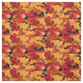 Red Yellow Brown Orange Autumn Leaves