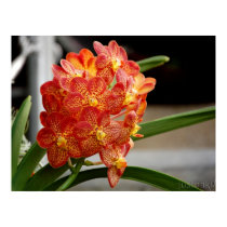 red yellow orchid print by justnaki red yellow orchid print
