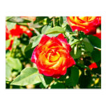 Red Yellow Rose postcards