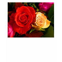 Red Yellow Rose t-shirts