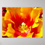 Red Yellow Tulip Flower Fine Art Prints Floral