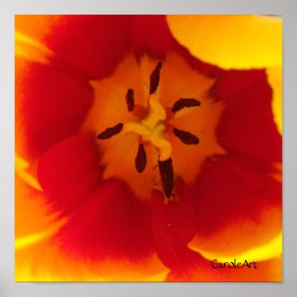 Red Yellow Tulips II Posters