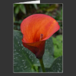 Red Zantedeschia Flower cards